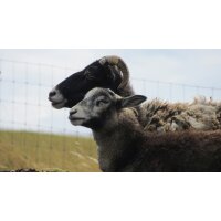 Schaf- und Ziegenhaltung