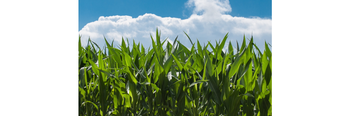 Untersaaten im Maisanbau - eine nachhaltige und vielseitige Anbaumethode - Untersaaten im Mais | Harvesto klärt auf