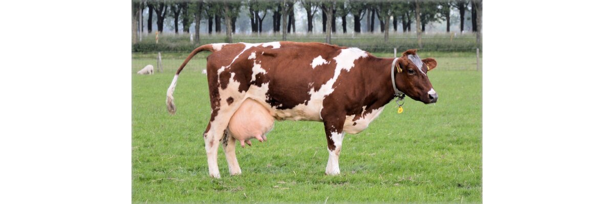 Die Bedeutung der Euterhygiene bei Kühen für eine gesunde Milchproduktion - Euterhygiene in der Milchwirtschaft