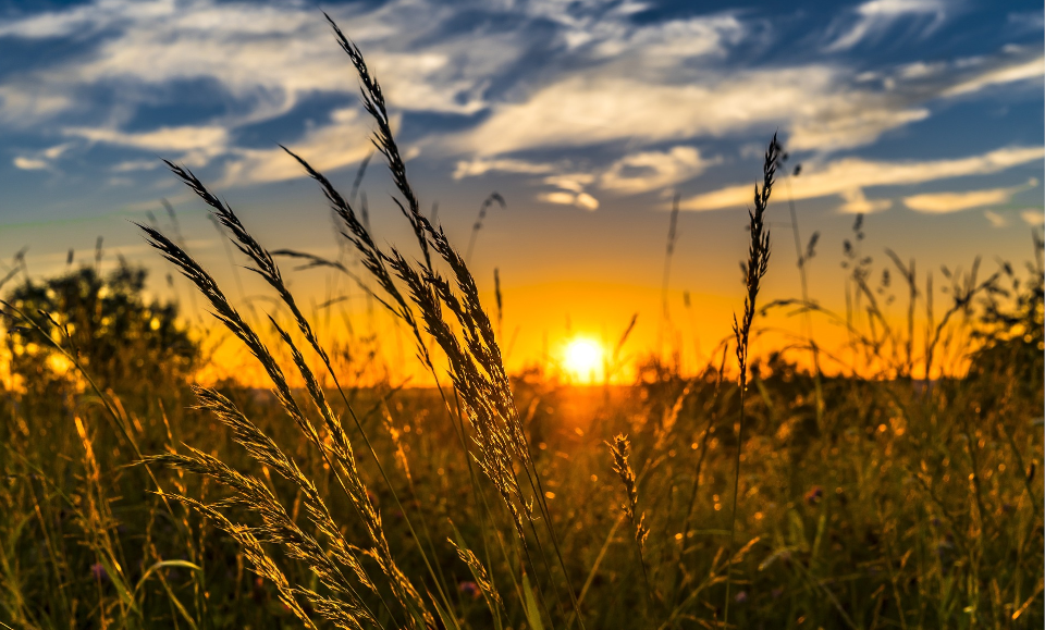 Getreidefeld im Sonnenuntergang