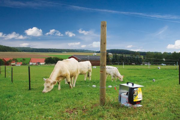 Rinderherde umzäunt mit elektrischem Weidezaun